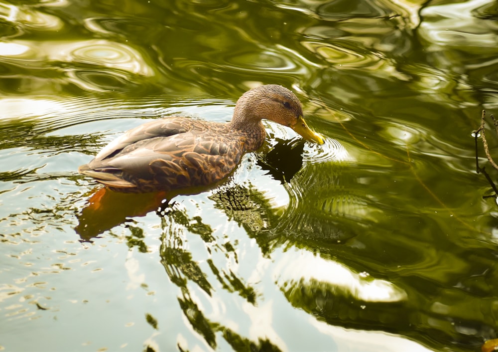 a duck swimming on top of a body of water