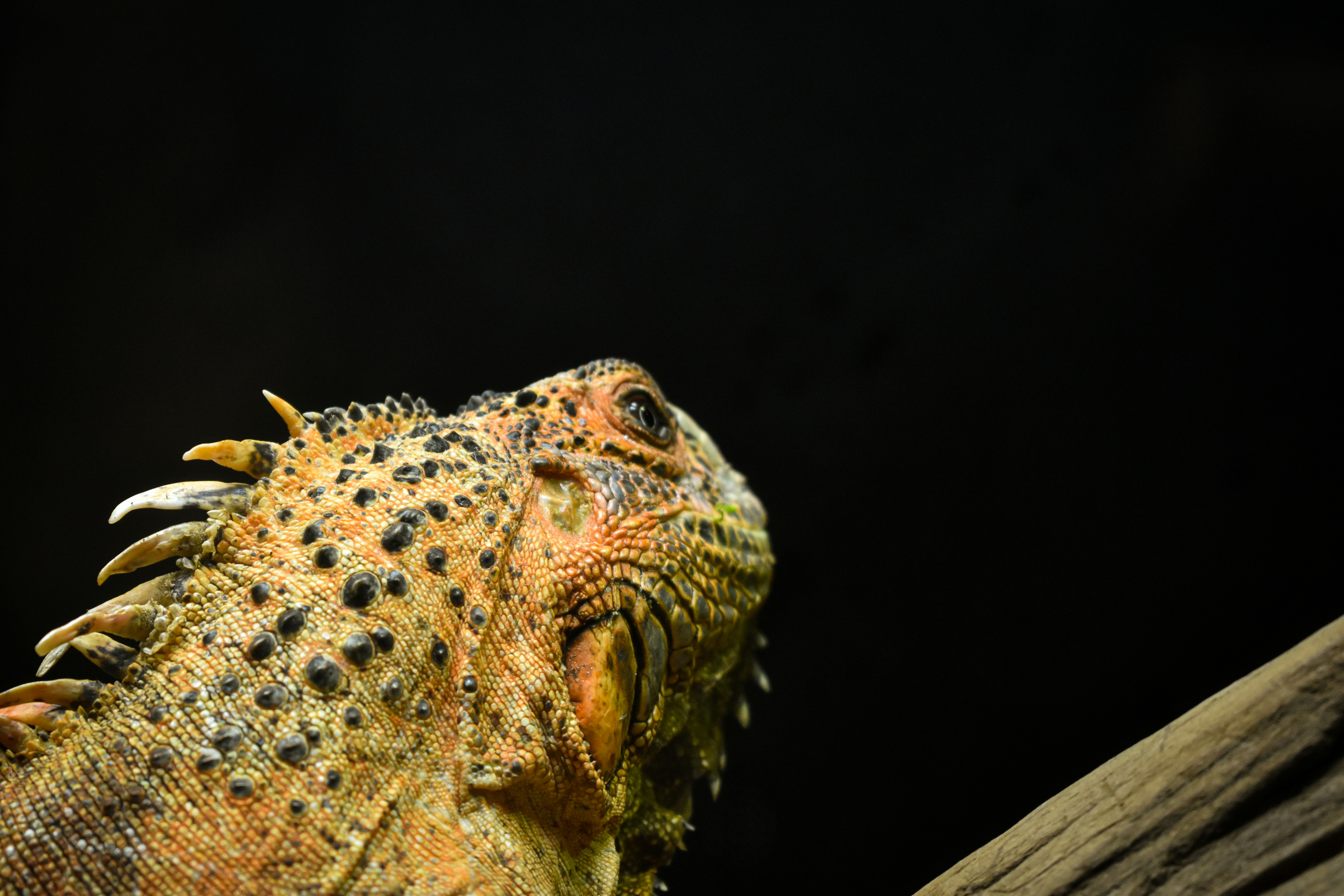 Photo by elocasodejosue