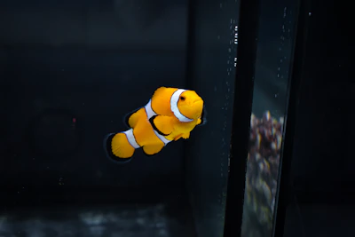 Close-up of a bright orange clownfish peeking out from coral in a crystal-clear tank.