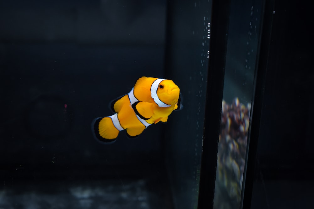 Ein Clownfisch, der in einem Aquarium schwimmt