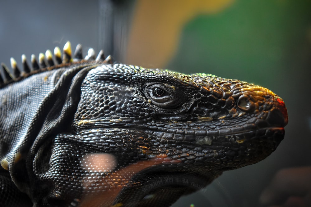 um close up da cabeça de um lagarto com um fundo desfocado