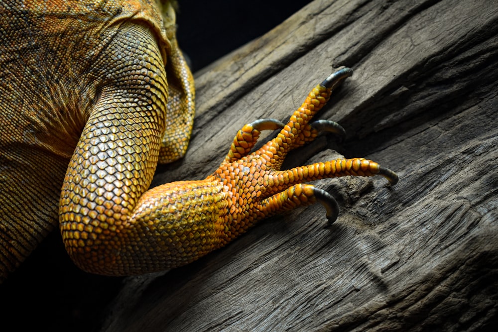 a close up of a lizard on a tree