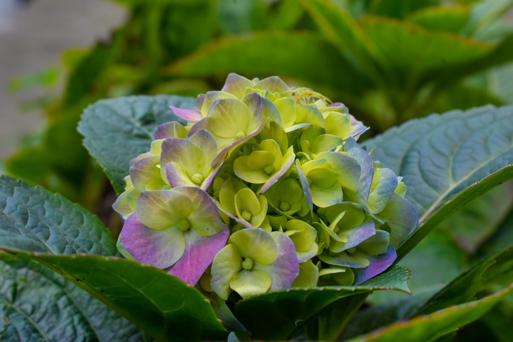 a close up of a green and purple flower