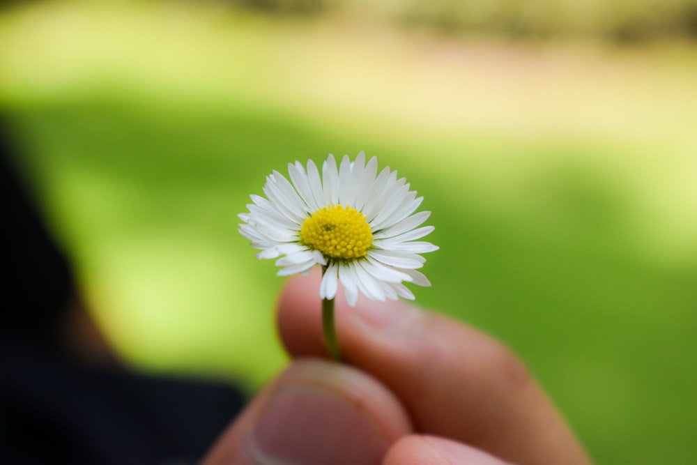 a person holding a small white flower in their hand