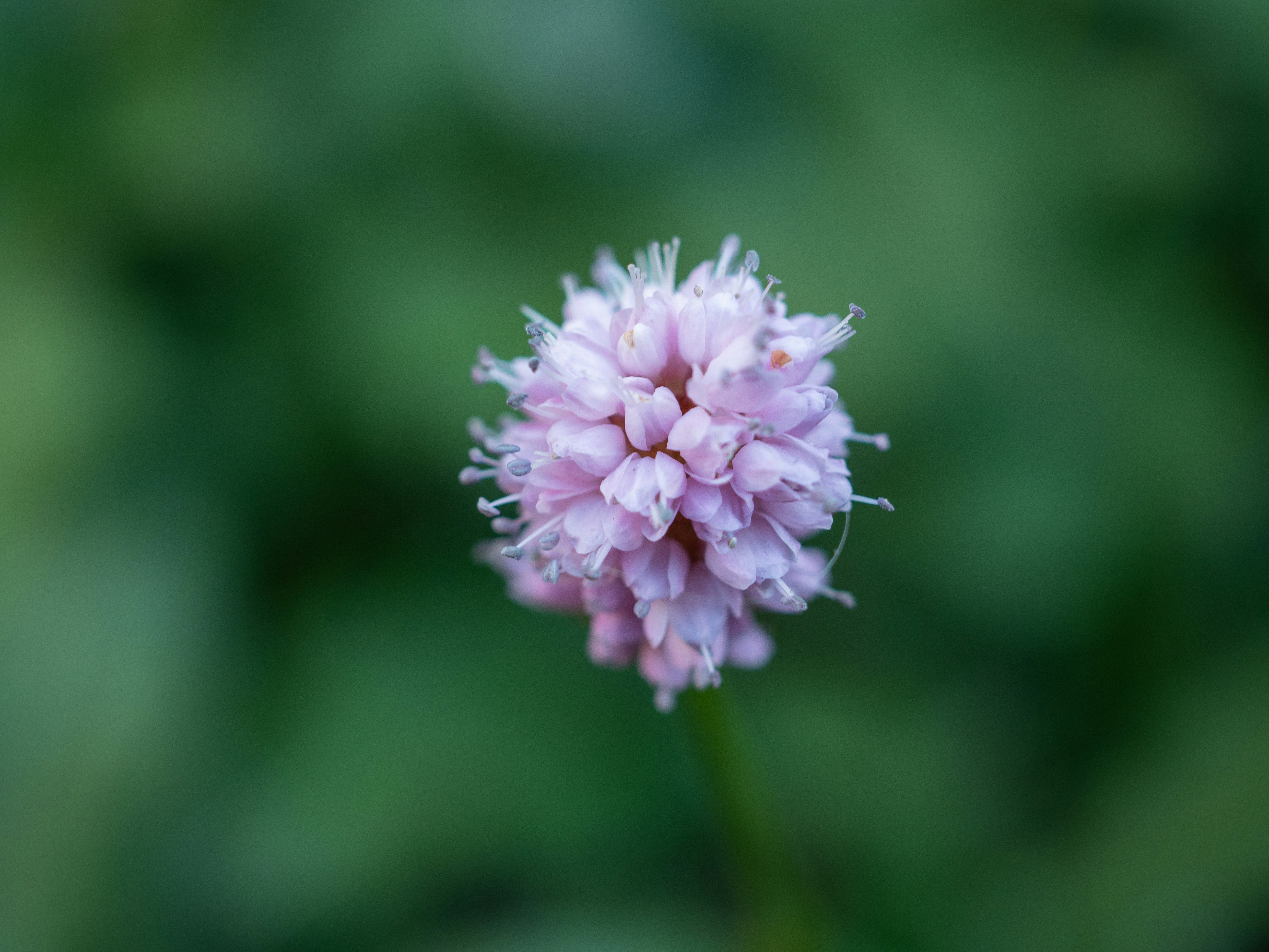 Photo by janifreelancing