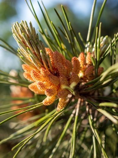 Pine Pollen: Nature's Nutritional Powerhouse