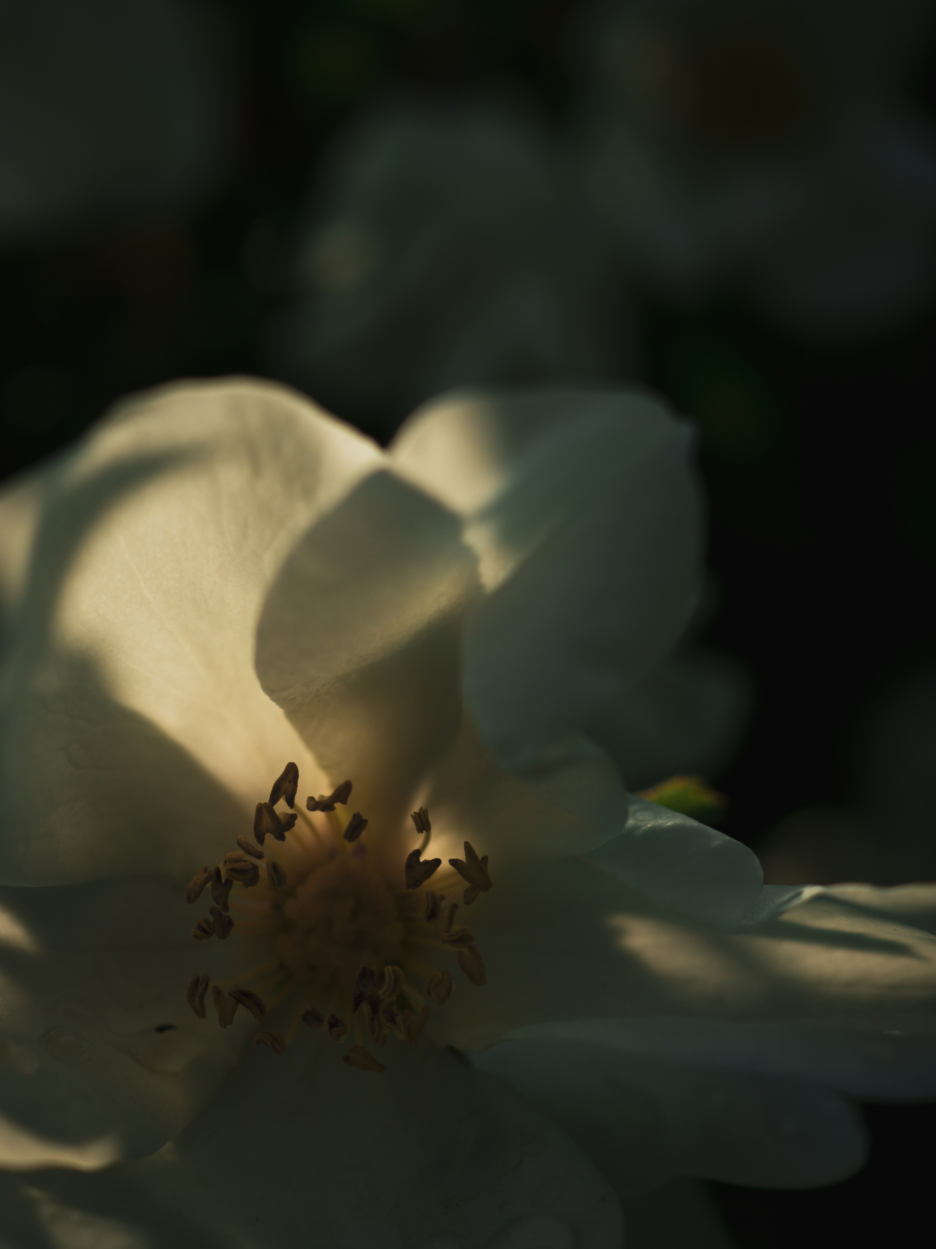 Photo by janifreelancing