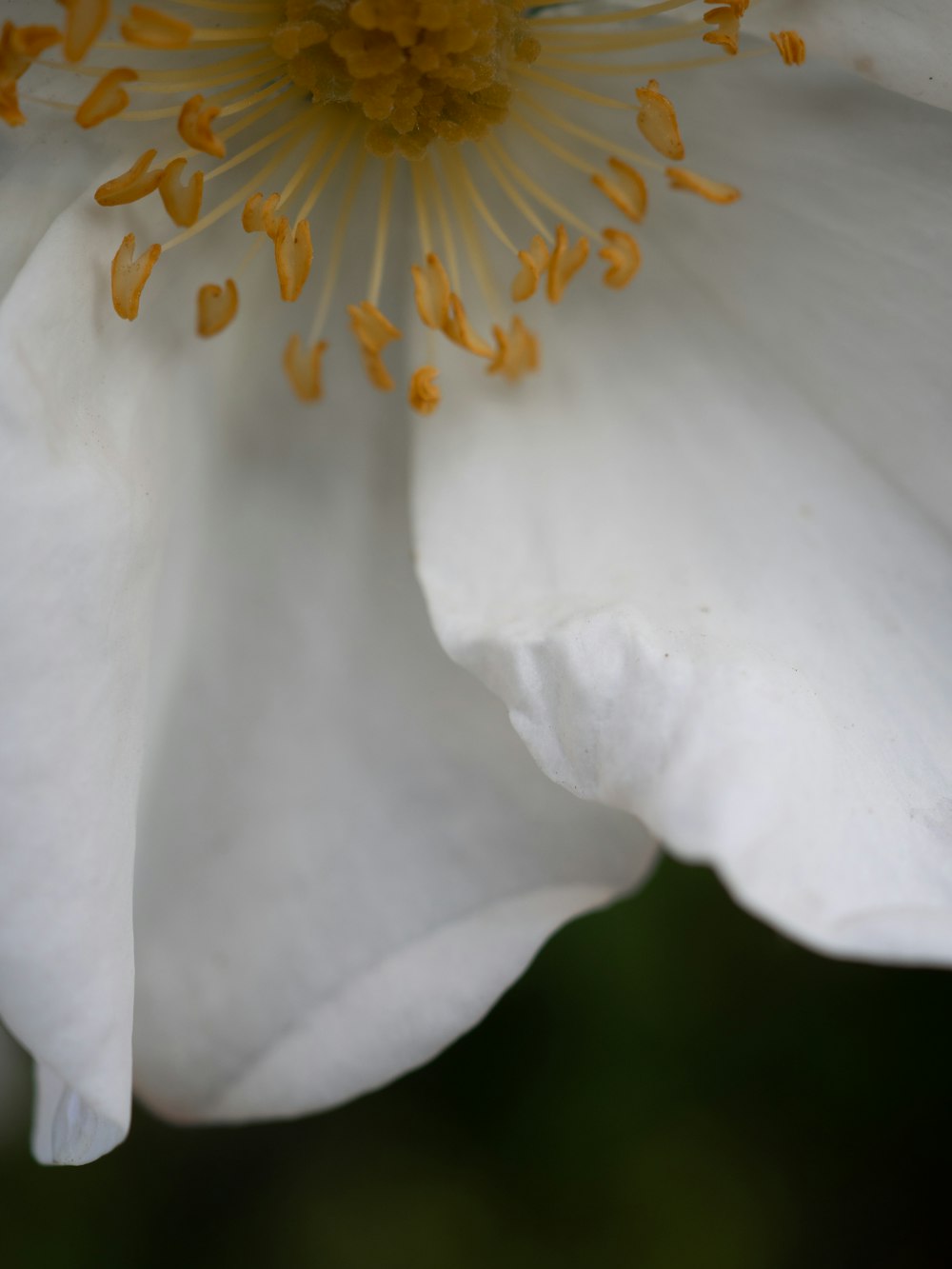 a close up of a white flower with yellow stamen