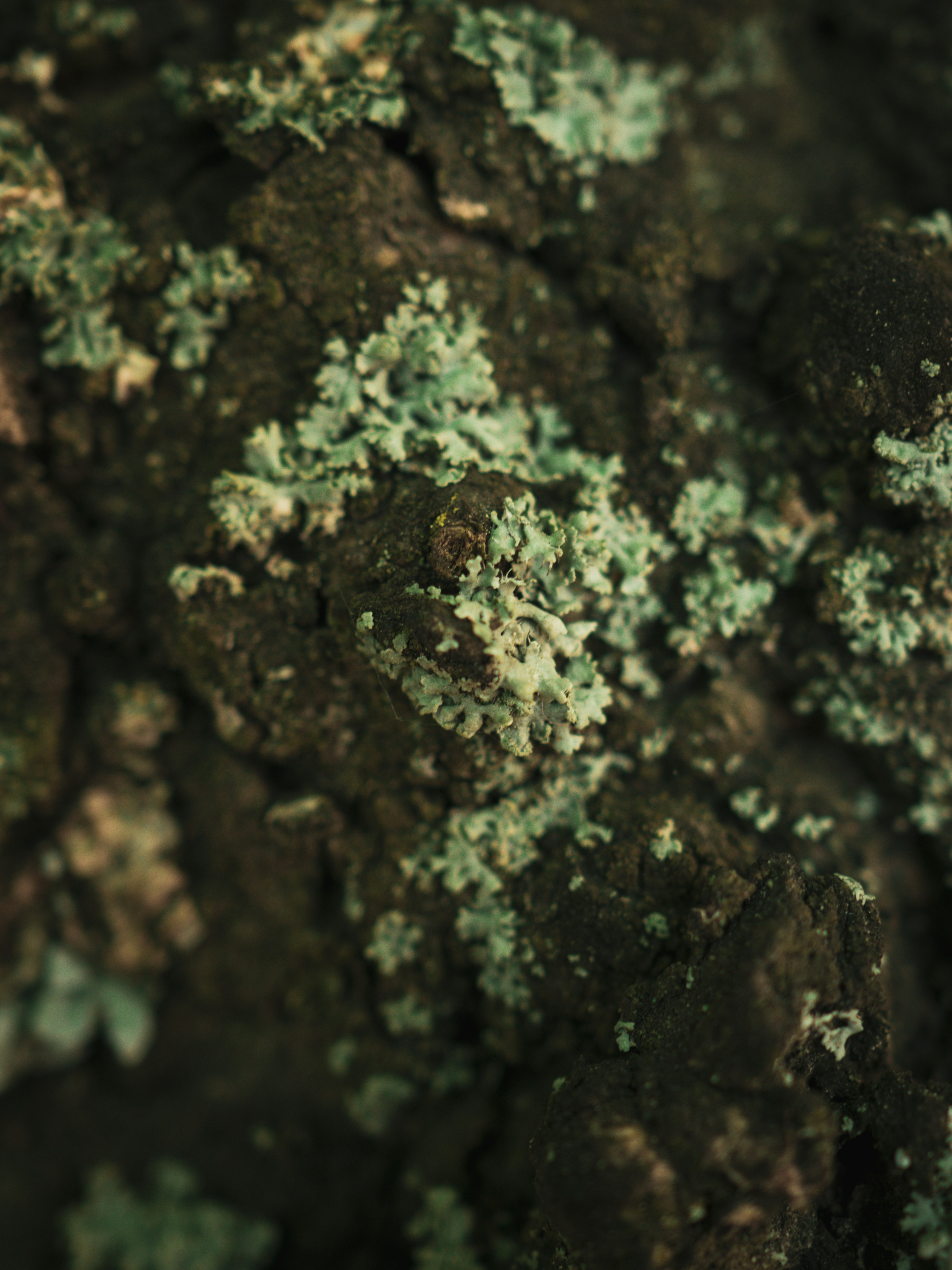 a close up view of a mossy surface