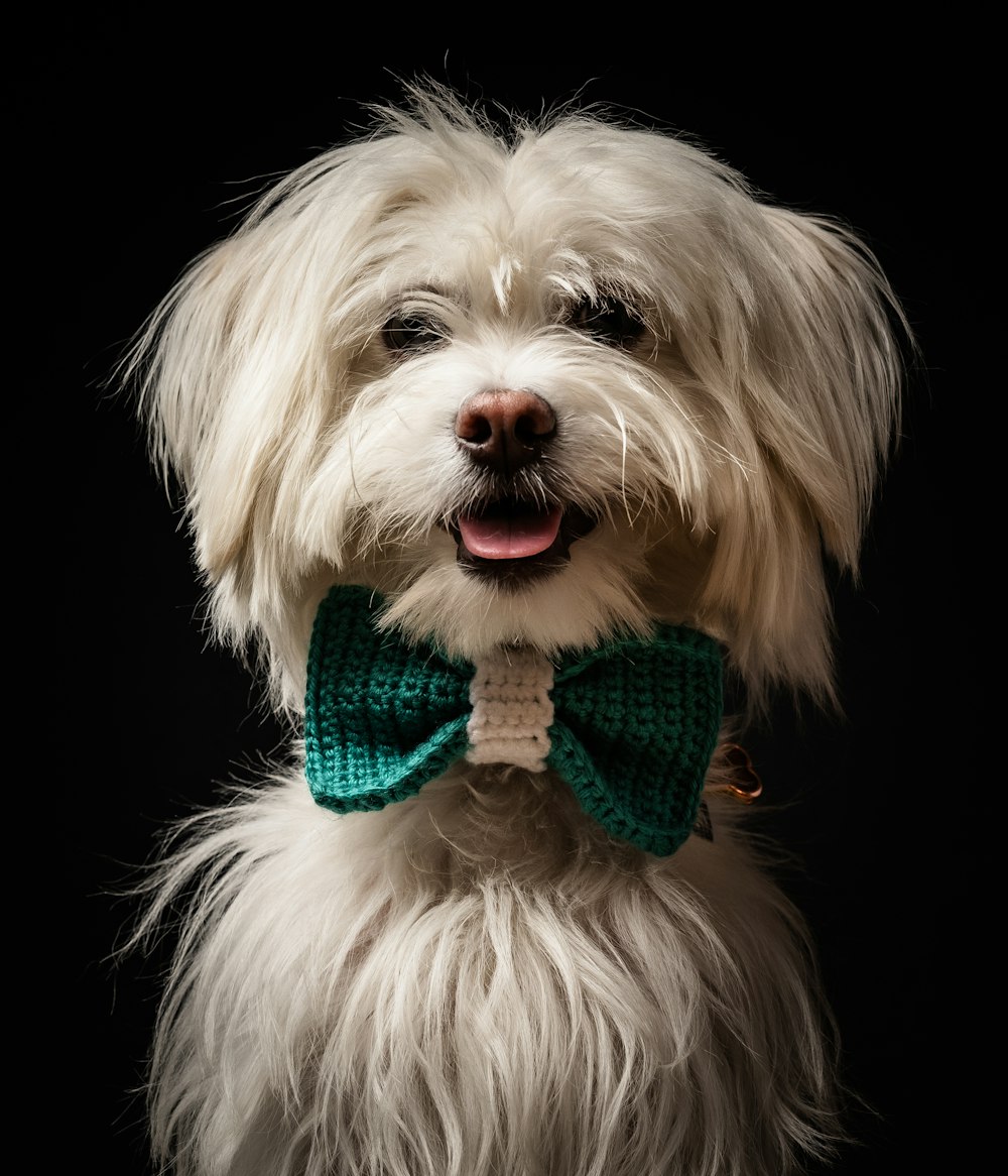 a white dog wearing a green bow tie