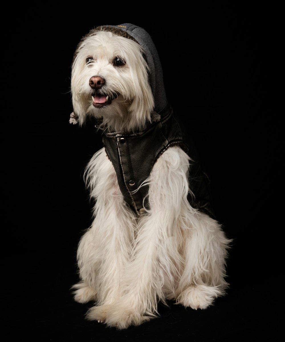 a small white dog wearing a leather jacket