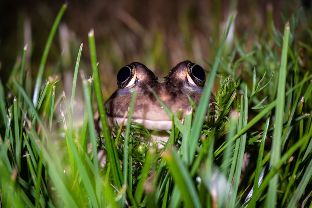 a close up of a frog in the grass