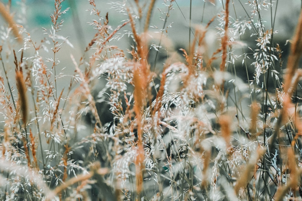 a close up of a bunch of tall grass