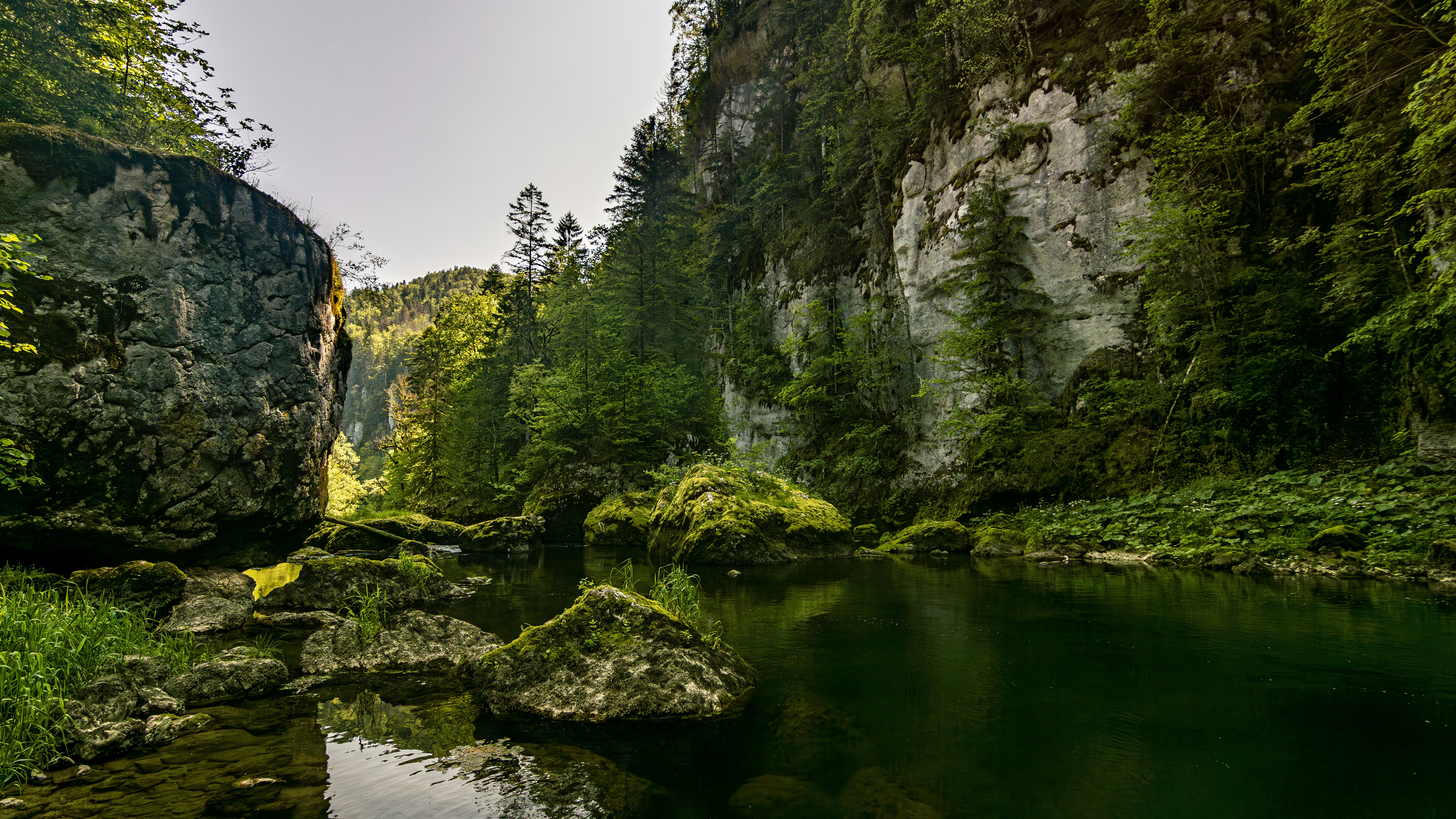 a river running through a lush green forest