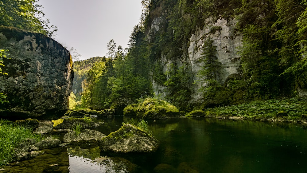 a river running through a lush green forest