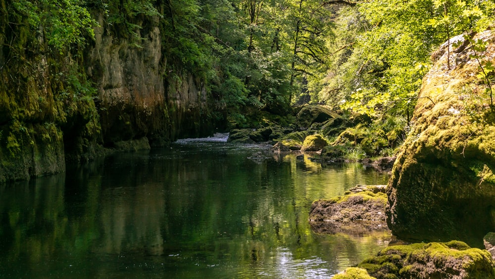 a river running through a lush green forest