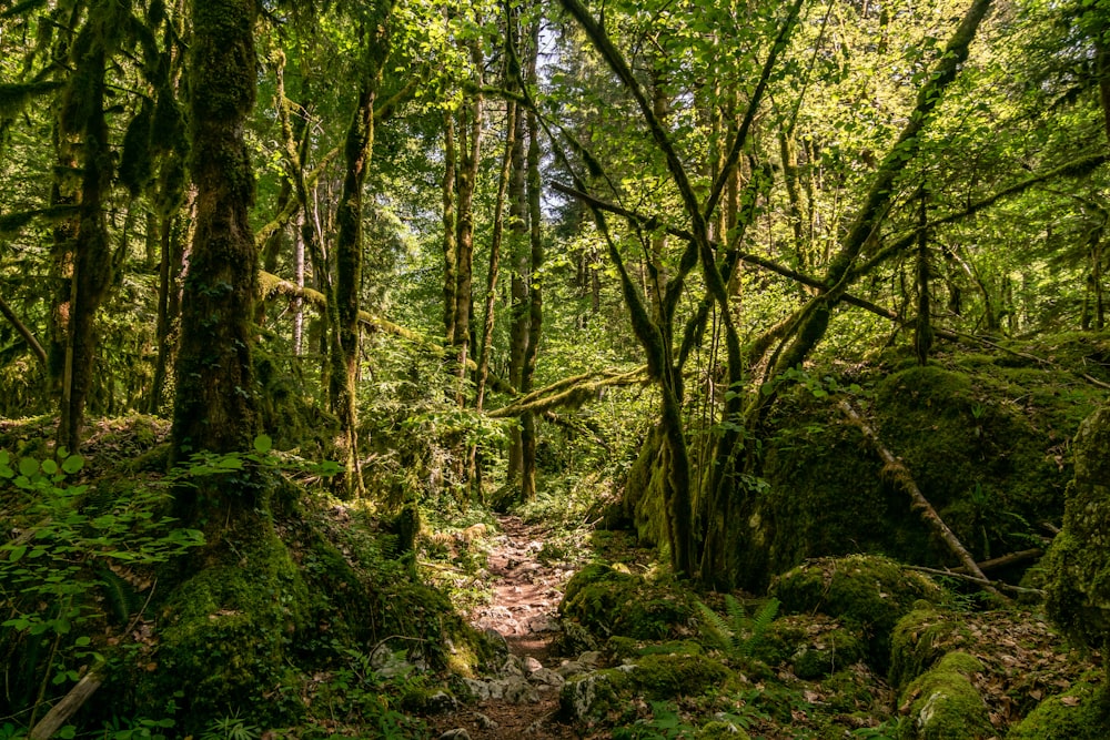 a path in the middle of a lush green forest