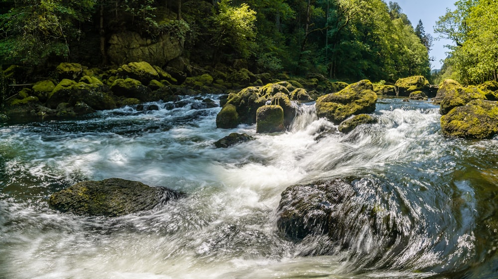 a river running through a lush green forest