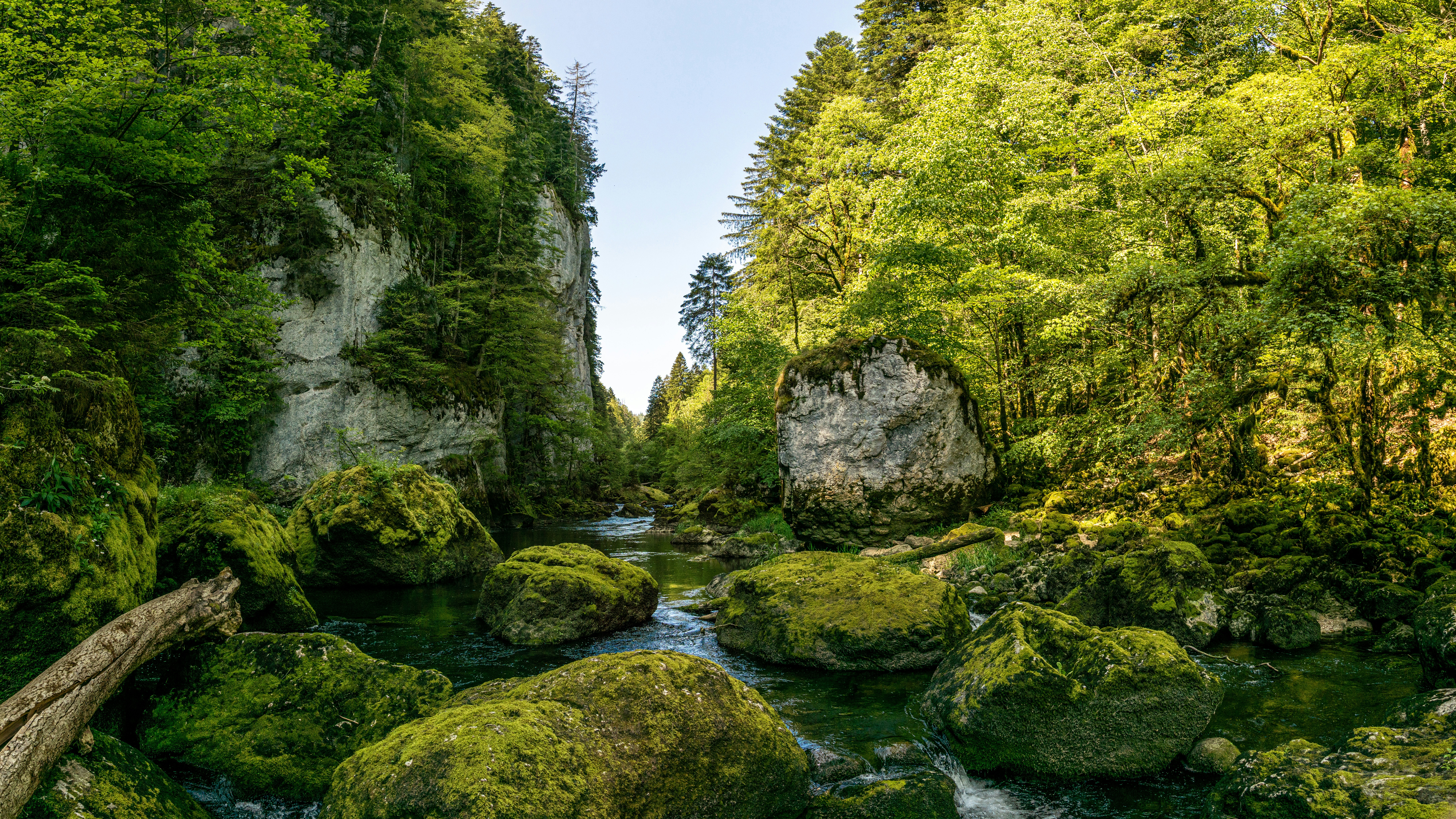 a river running through a lush green forest