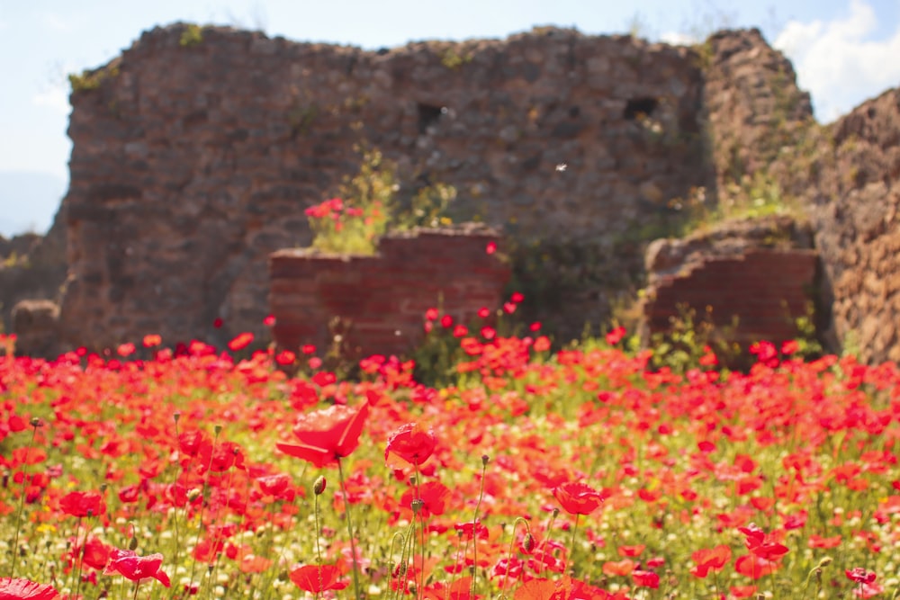 a field full of red flowers next to a stone building