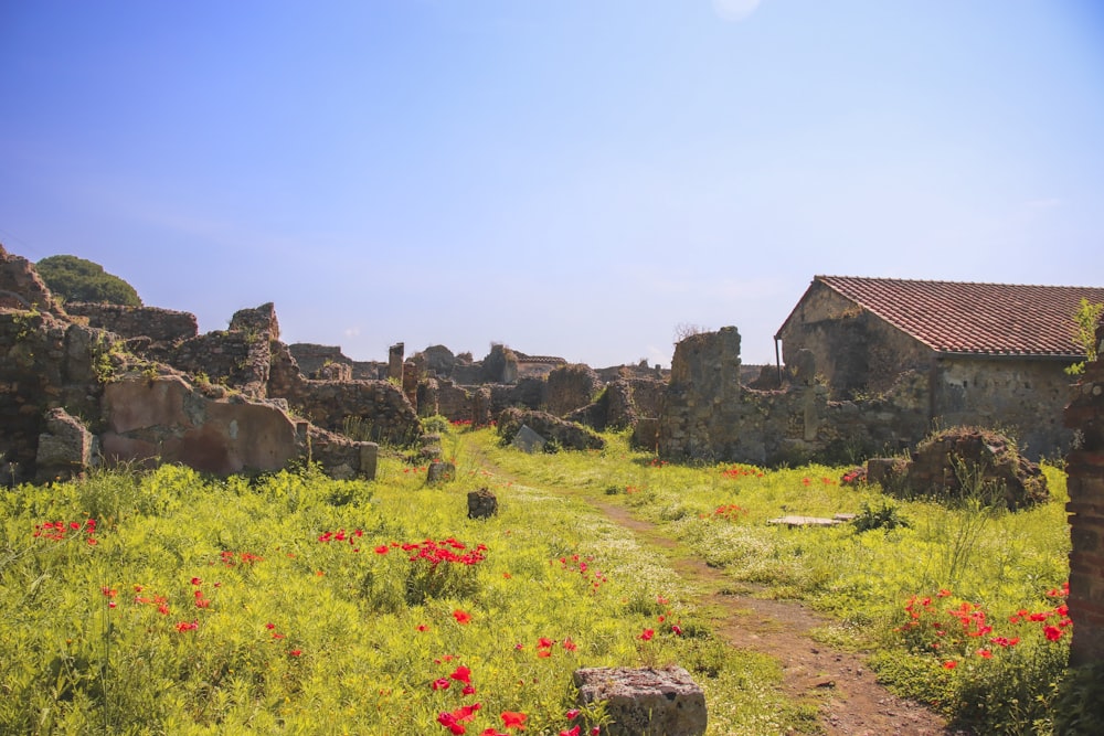 a dirt path through a field of flowers