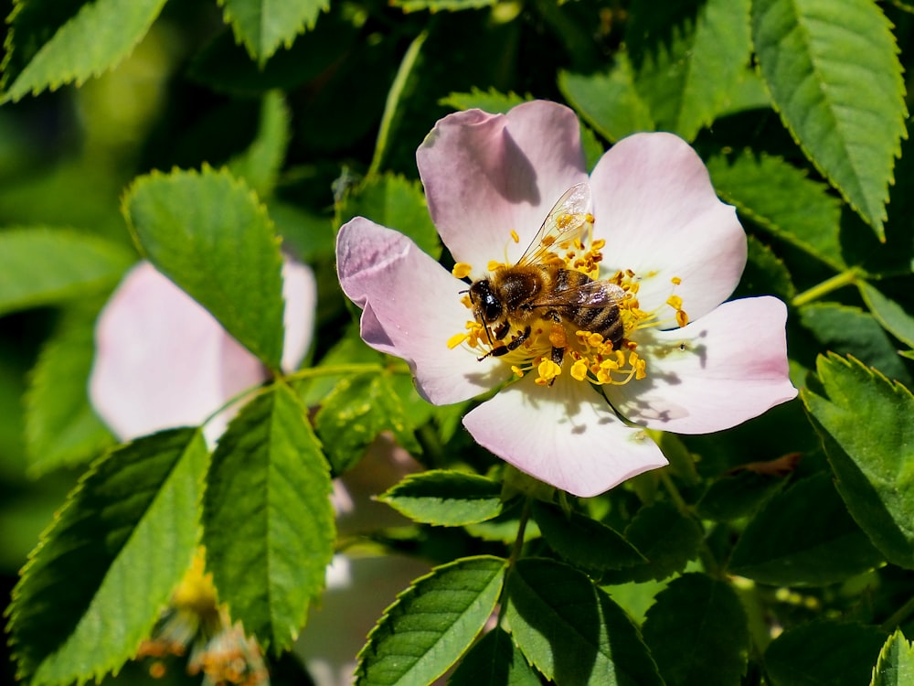 Una abeja está sentada sobre una flor rosada