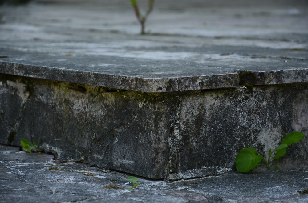a plant is growing out of a concrete block
