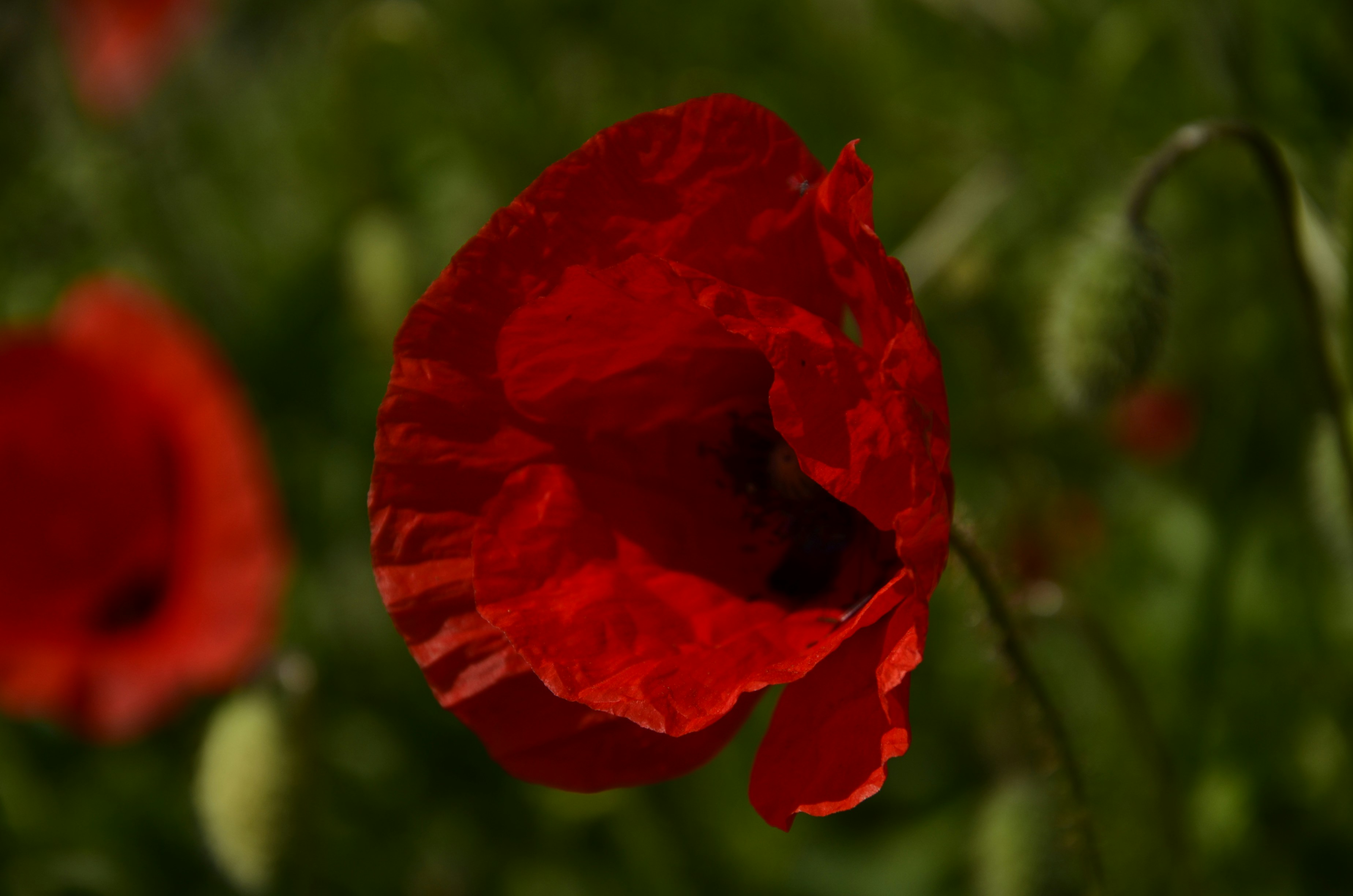 Photo by renovatio72