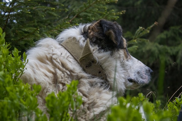 A large, fluffy dog with a thick, curly coat gazes off to the side, surrounded by lush green foliage. The dog wears a rugged collar, and the dense forest setting provides a tranquil, natural backdrop.