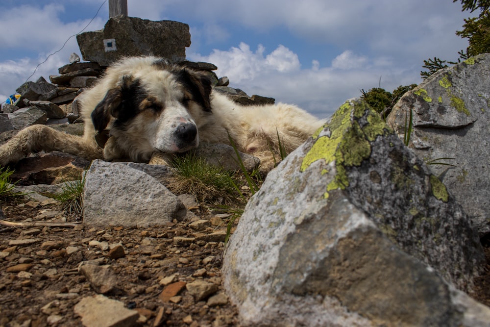 a black and white dog laying on top of a rocky hillside