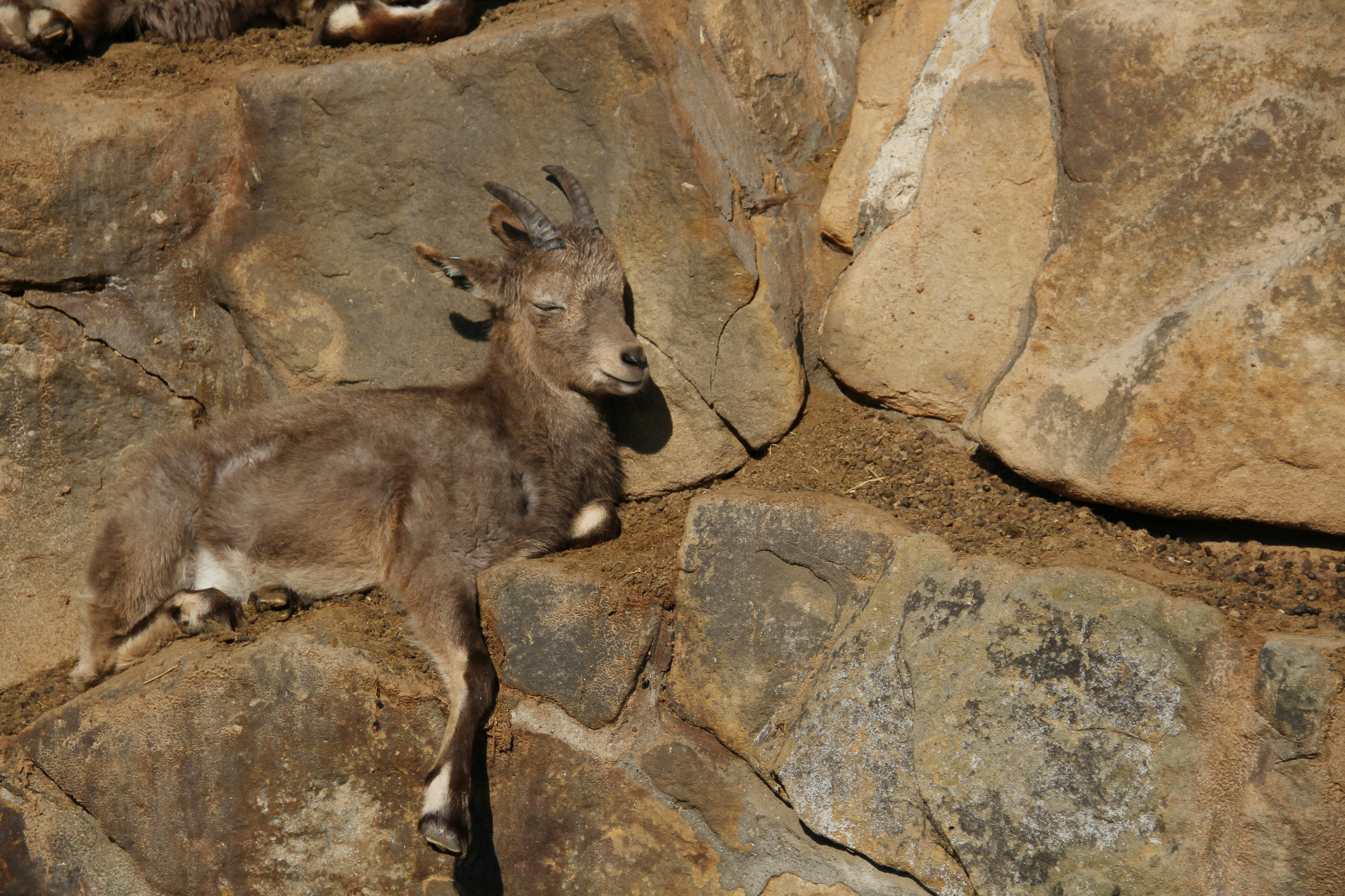 a goat laying on top of a pile of rocks