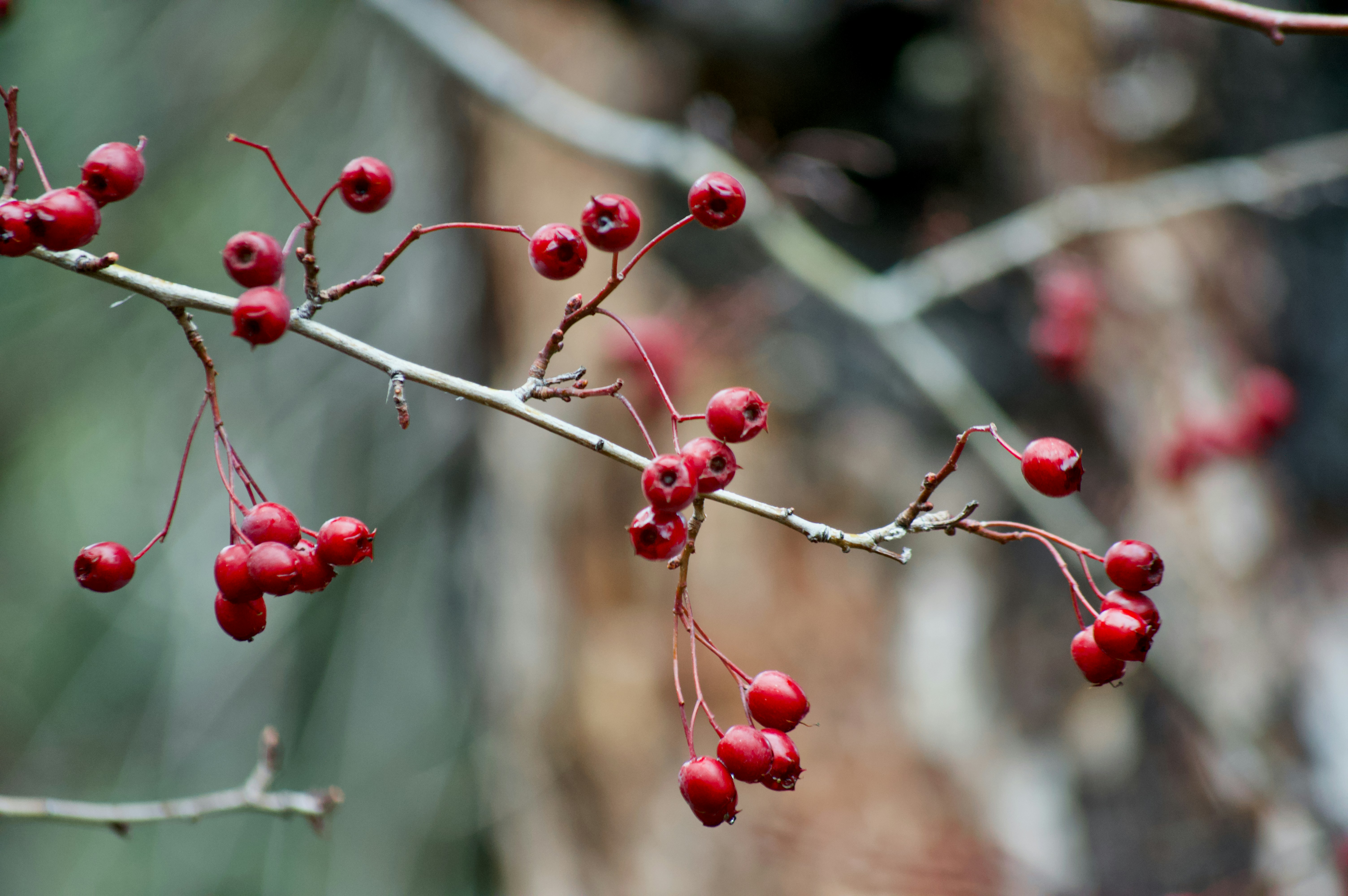 Photo by mefistostudio