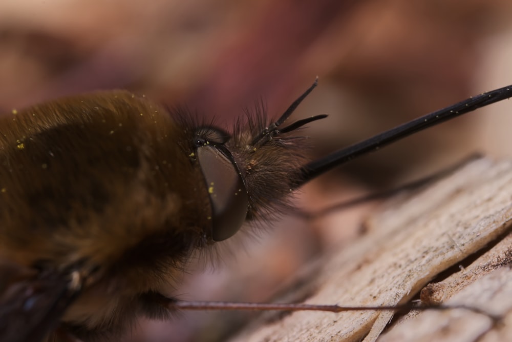 a close up of a bee on a piece of wood