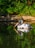 A large bird with a long beak sits on calm water, surrounded by lush greenery and rocky edges. The bird's reflection is visible in the water, creating a serene and tranquil scene.