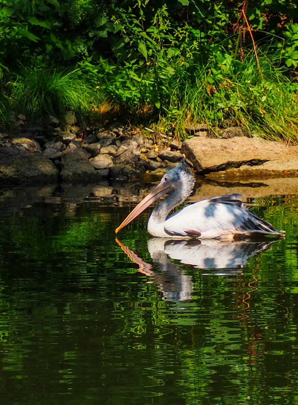 a pelican is swimming in the water near the shore