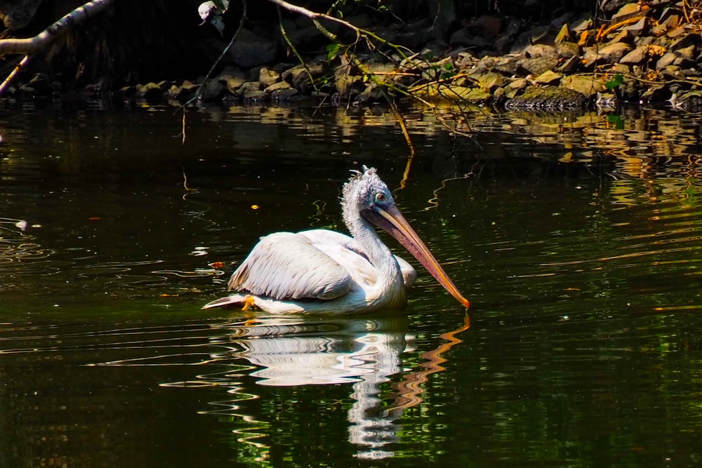 a pelican is swimming in the water