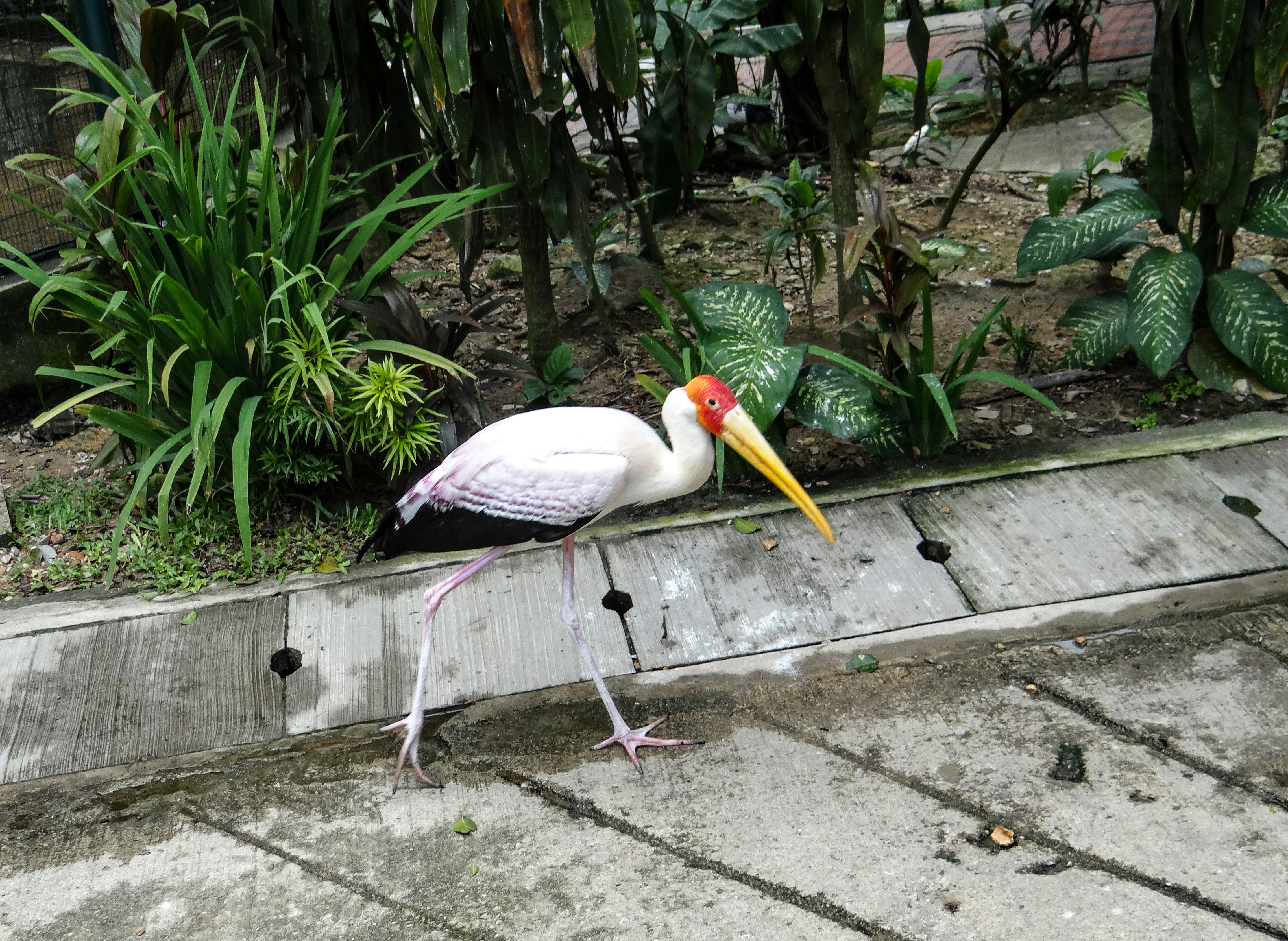 Kuala Lumpur Bird Park attraction