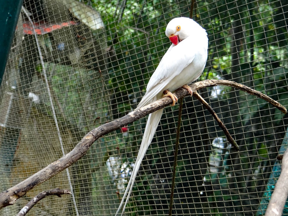 a white bird perched on a branch in a cage