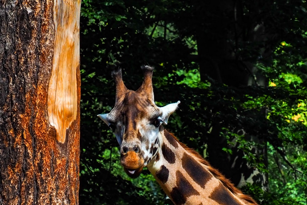 a close up of a giraffe near a tree