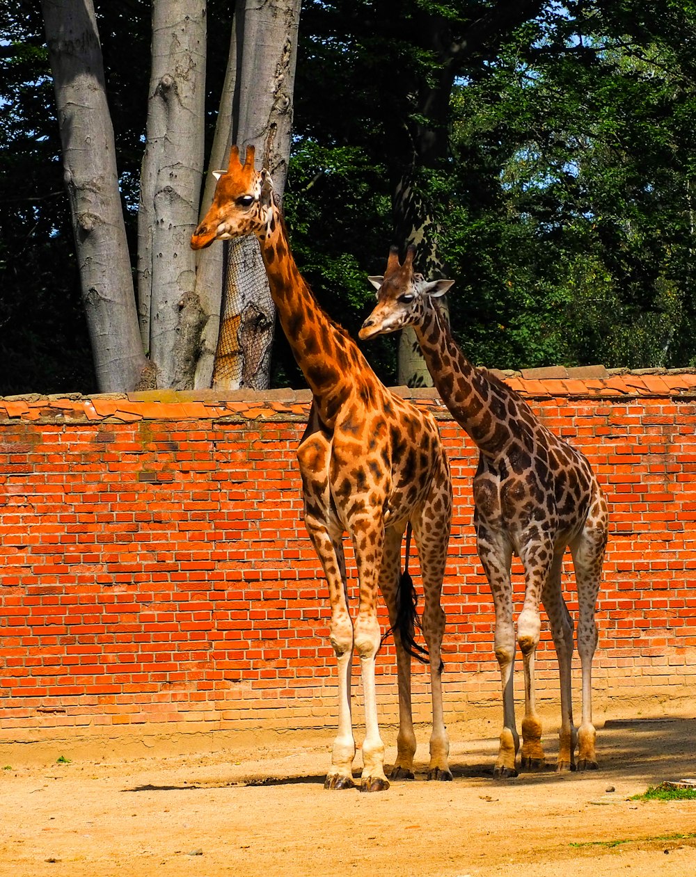 a couple of giraffe standing next to each other