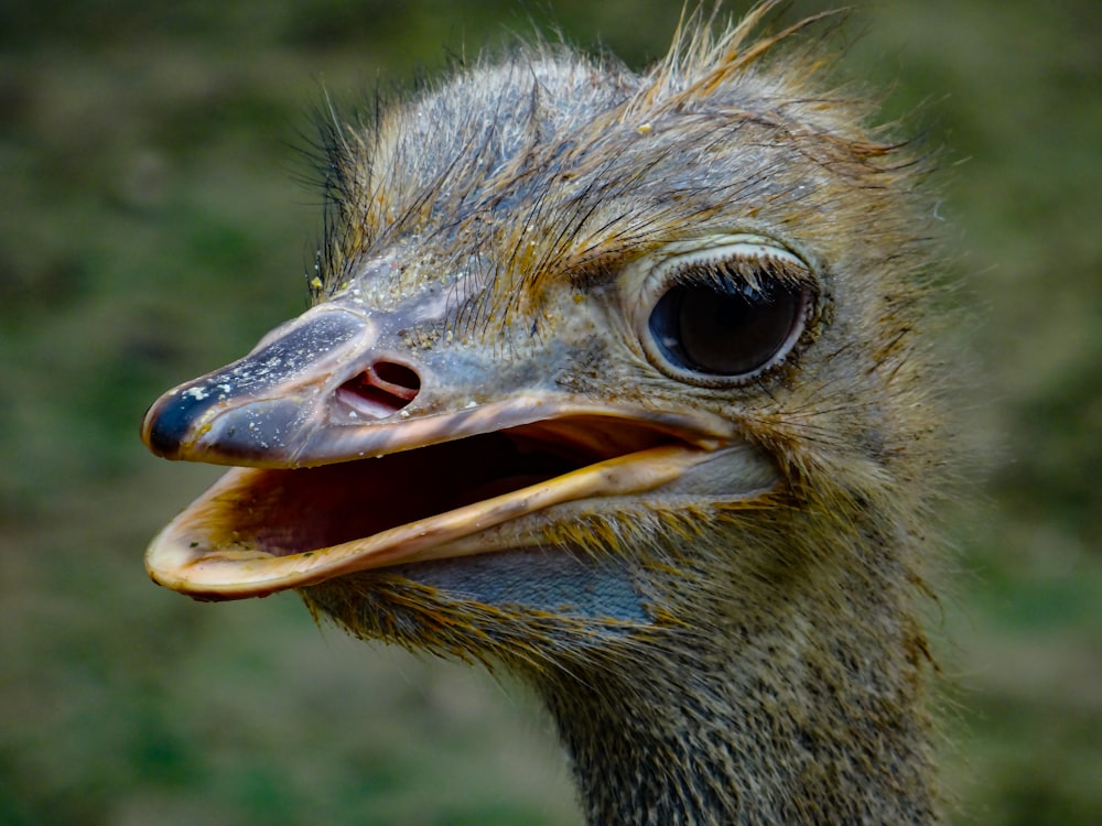 a close up of an ostrich with its mouth open