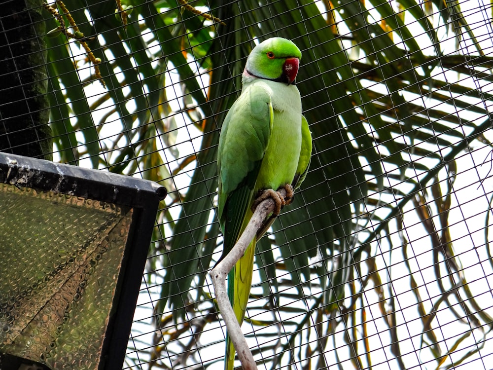 a green bird perched on a branch in a cage