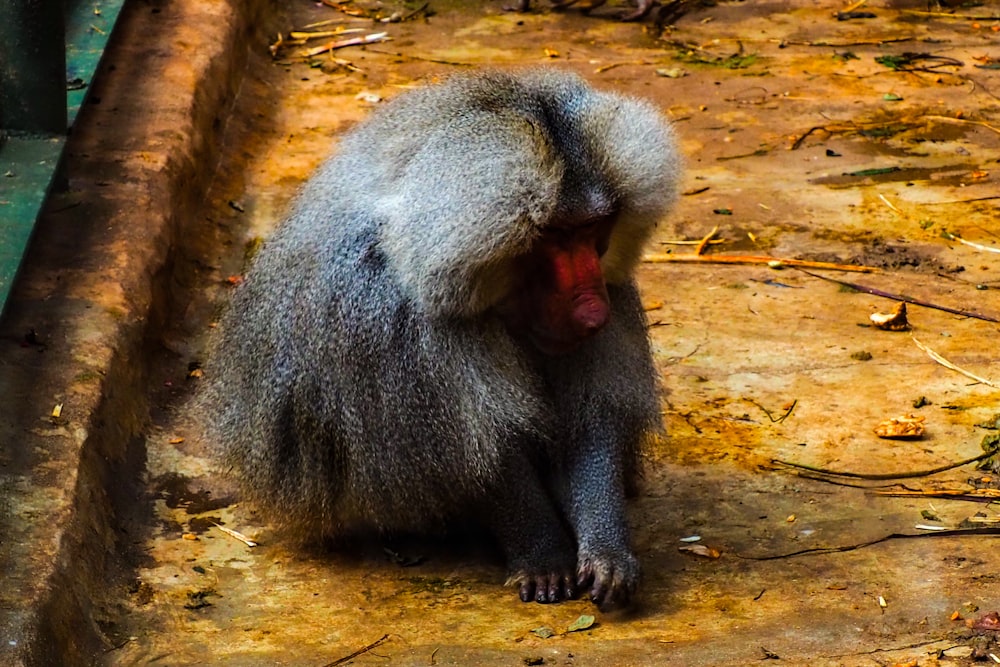 a monkey sitting on the ground with its mouth open