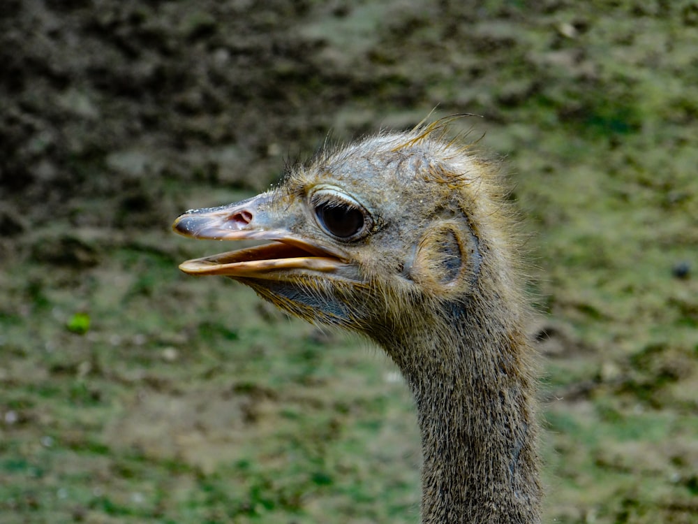 an ostrich is standing in a grassy area