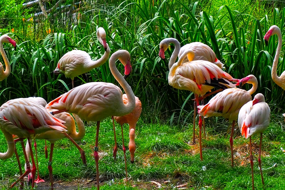 a group of flamingos standing around in the grass