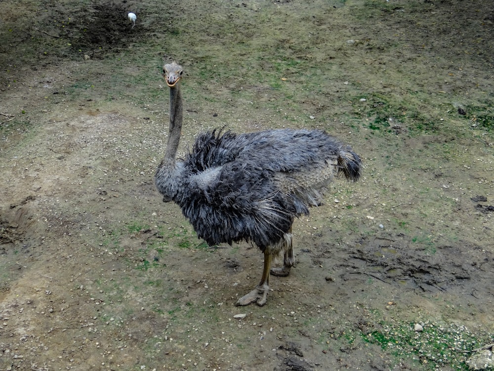an ostrich is standing in a dirt field