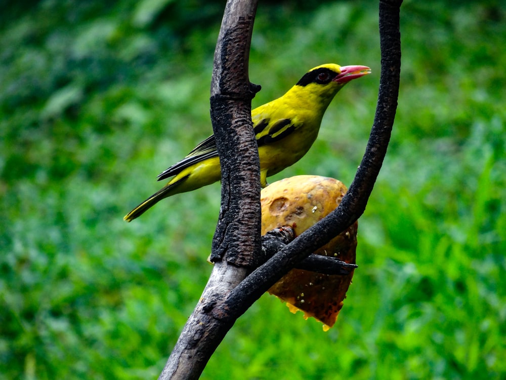 a couple of birds sitting on top of a tree branch