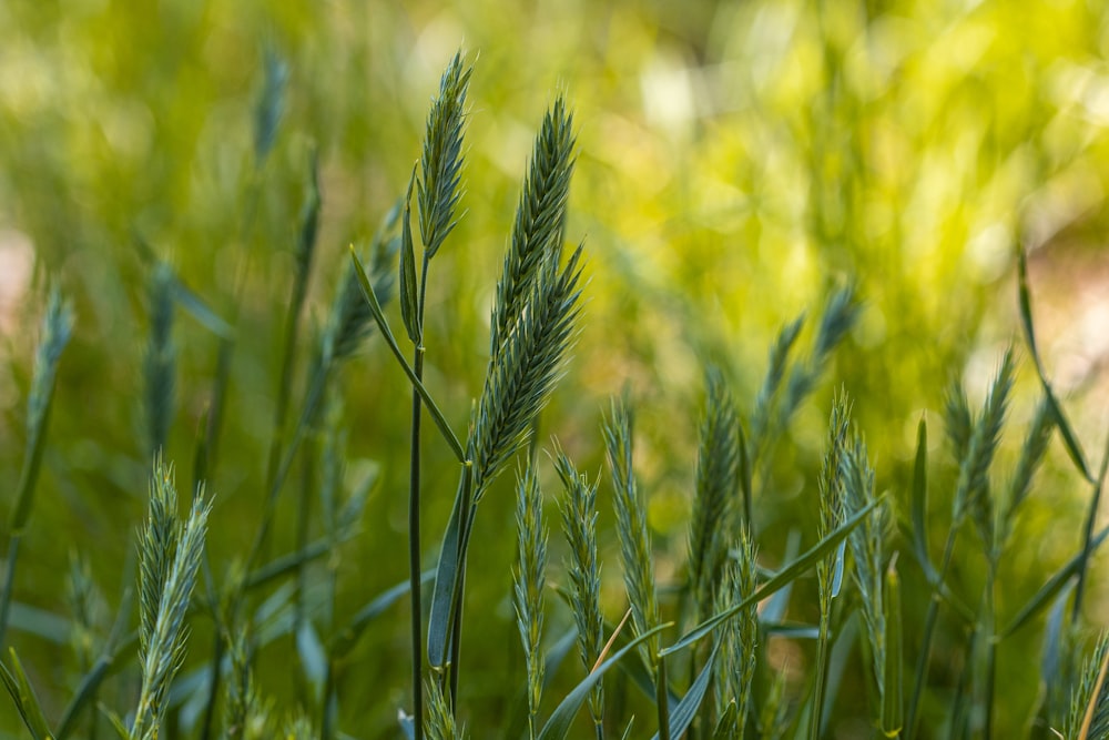 a close up of a green plant in a field