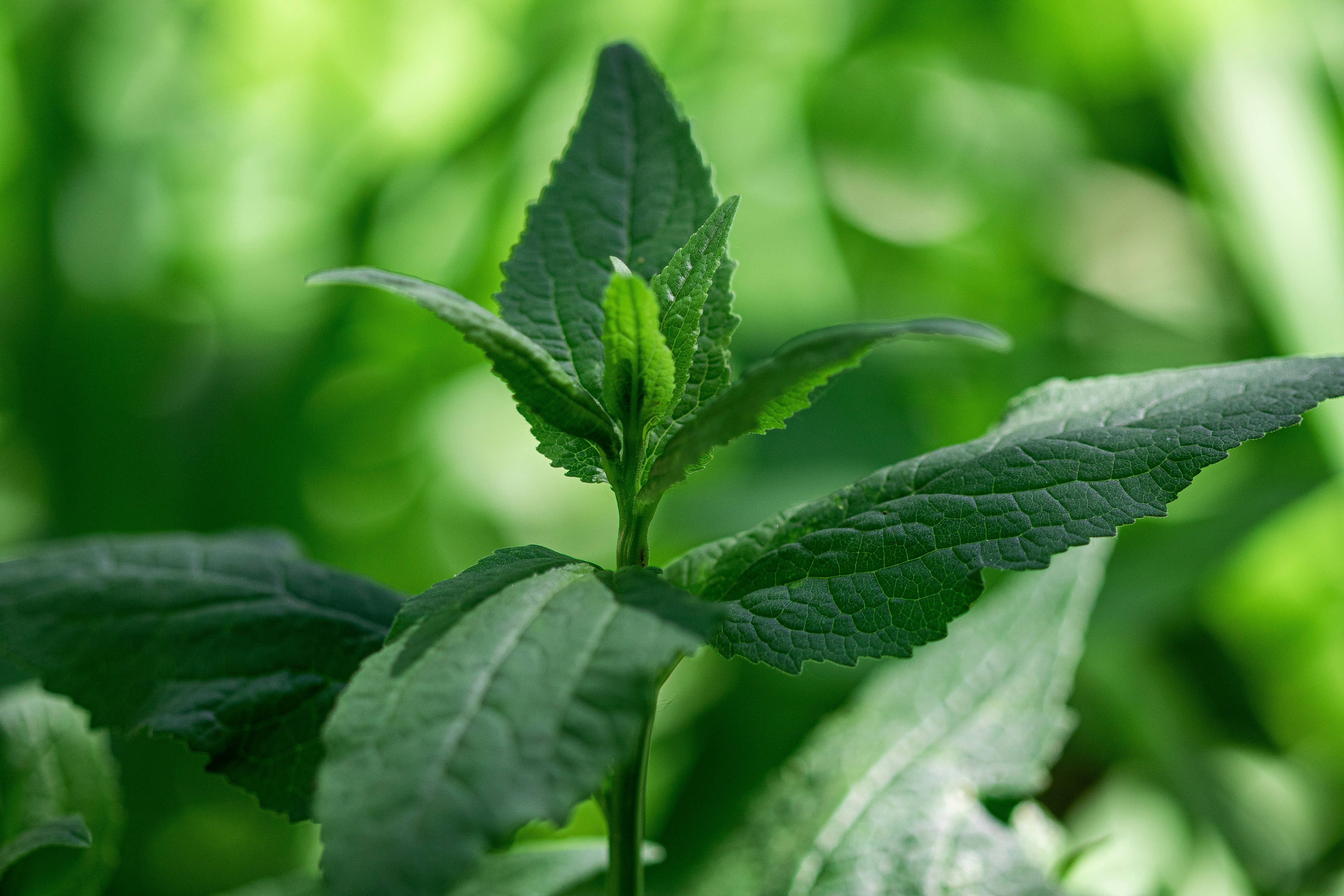a close up of a green leaf on a plant