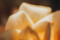 Soft pink and beige toned close-up of a delicate flower, highlighting fine textures and natural elegance.